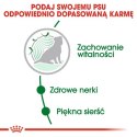 Royal Canin Mini Ageing 12+ karma sucha dla psów dojrzałych po 12 roku życia, ras małych 3,5kg