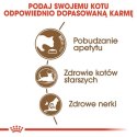 Royal Canin Ageing +12 karma sucha dla kotów dojrzałych 2kg